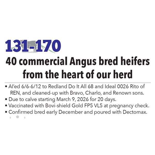 40 Commercial Bred Heifers