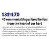 Image 1 : 40 Commercial Bred Heifers