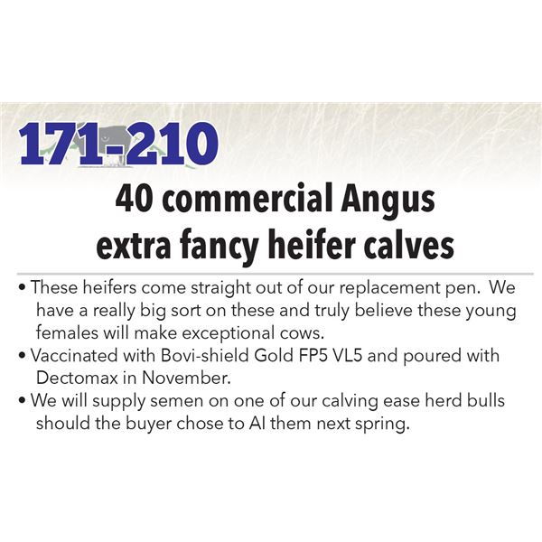 40 Commercial Heifer Calves