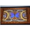 Image 2 : INLAID WOOD TRAY W/BUTTERFLY WING MOTIF & CARVED WOOD SHEATH KNIFE & FORK SET W/BRASS FEET (2 PCS)