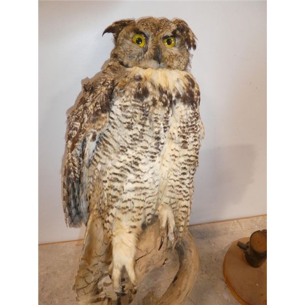 Taxi Derby Owl on Brench