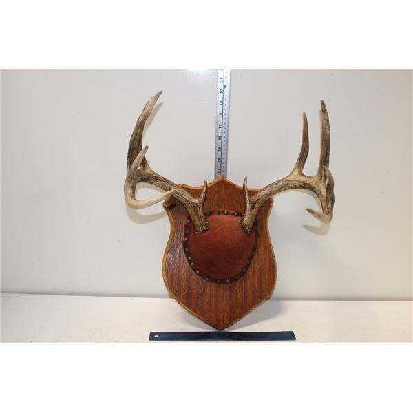 Natural Shedded Antlers on Wooden Board