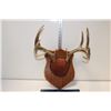 Natural Shedded Antlers on Wooden Board
