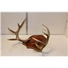 Image 2 : Natural Shedded Antlers on Wooden Board