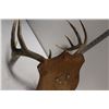 Image 3 : Natural Shedded Antlers on Wooden Board