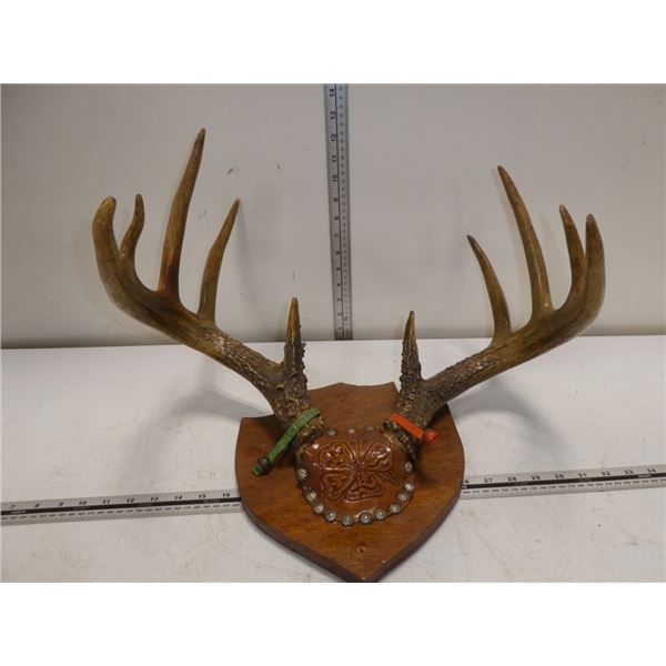 Folk Art Natural Shedded Antler on Wall Plack