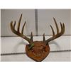 Folk Art Natural Shedded Antler on Wall Plack