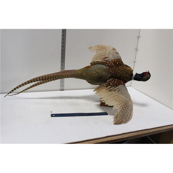 Taxidermy Pheasant Bird
