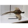 Taxidermy Pheasant Bird