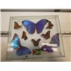 Image 1 : Butterflies Displayed Shadow Box