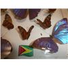 Image 2 : Butterflies Displayed Shadow Box