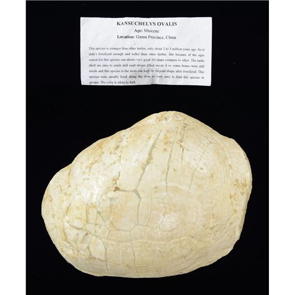 FOSSILIZED TURTLE SHELL.