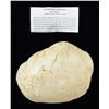 Image 1 : FOSSILIZED TURTLE SHELL.