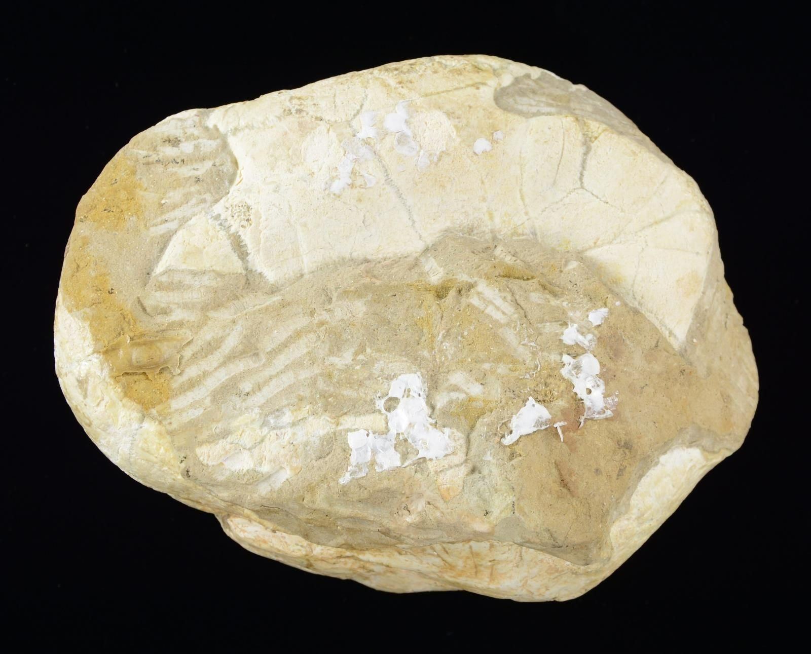 FOSSILIZED TURTLE SHELL. - Poulin Auctions