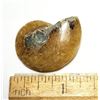 Image 1 : 16)  NATURAL AMMONITE 9.6 GRAMS FOSSIL SPECIMEN.