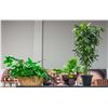Image 1 : LOT OF ARTIFICIAL PLANT DISPLAYS
