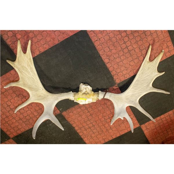 A14-POINT ANTLER WITH A TAG
