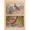 Image 1 : Dupont Smokeless Powder Advertising Quail