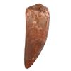 Image 1 : Serrated Carcharodontosauraus Dinosaur Tooth