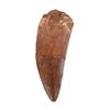 Image 2 : Serrated Carcharodontosauraus Dinosaur Tooth