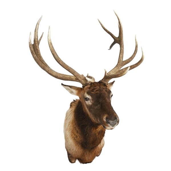 Huge Elk Taxidermy Shoulder Mount 7X7