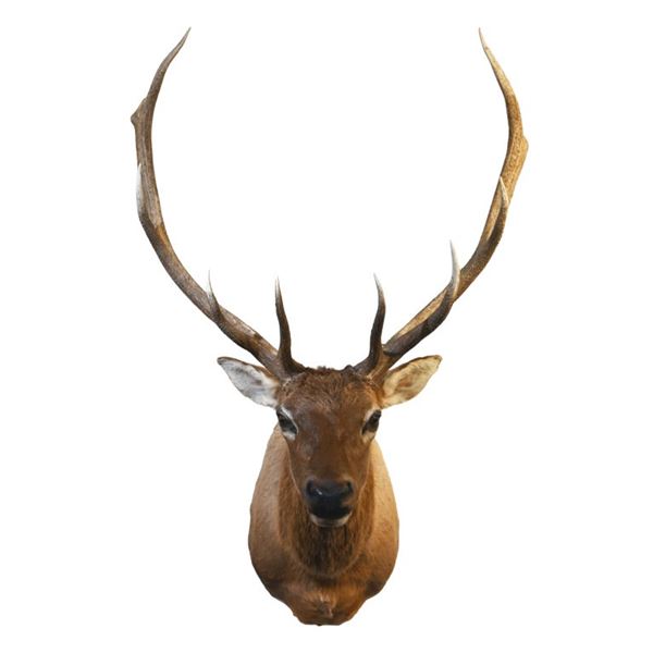 Elk Shoulder Taxidermy Mount