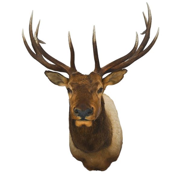 Elk Taxidermy Shoulder Mount