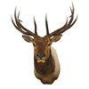 Image 1 : Elk Taxidermy Shoulder Mount