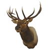 Image 2 : Elk Taxidermy Shoulder Mount