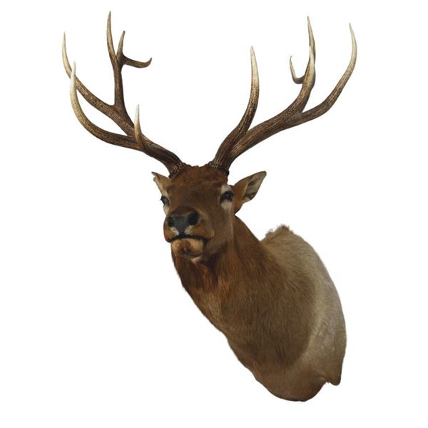 Elk Taxidermy Shoulder Mount