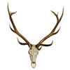 Image 1 : Elk European Skull Mount