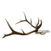 Image 2 : Elk European Skull Mount