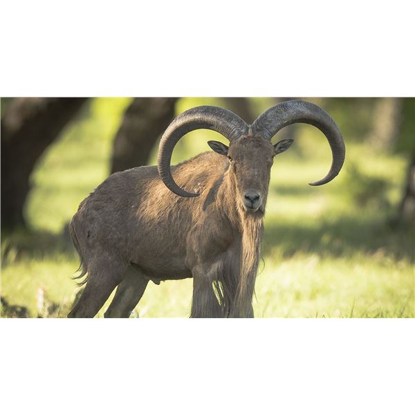 3 Night 2 Day Aoudad Hunt for 1 Hunter 1 Non-Hunter