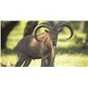 Image 1 : 3 Night 2 Day Aoudad Hunt for 1 Hunter 1 Non-Hunter