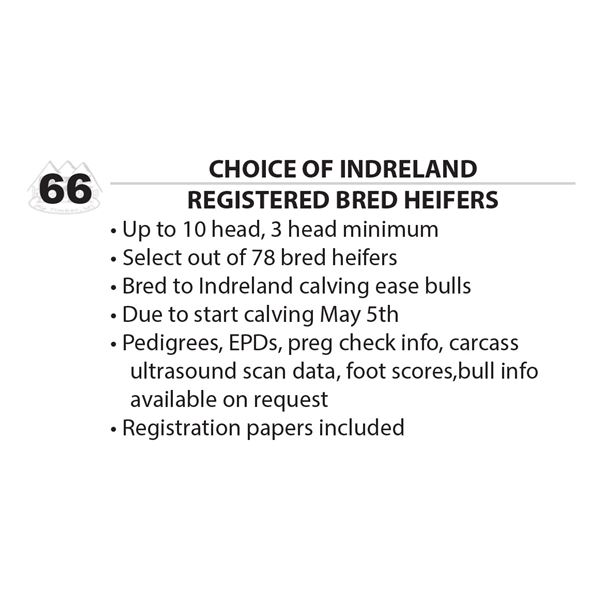 Registered Bred Heifers
