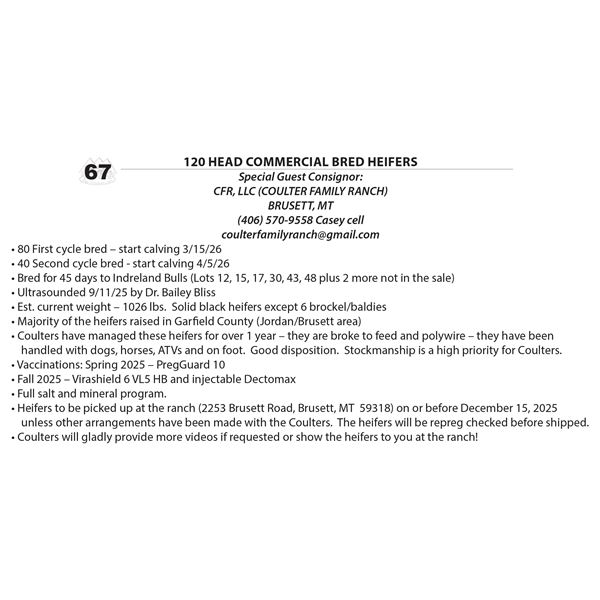 Commercial Bred Heifers