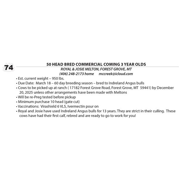 Commercial Bred Coming 3 yr Old Cows