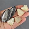 Image 1 : Lot of Orthoceras & Squalicorax Shark Teeth Fossils