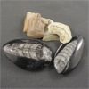 Image 2 : Lot of Orthoceras & Squalicorax Shark Teeth Fossils
