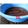 Image 6 : Round Blue Watering Trough - 8' Diameter - 500 Gallon