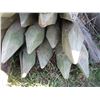 Image 3 : (17 Times Bid Price) (17) 5-6 Inch Fence Posts 8 Feet Long