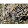 Image 4 : (3 Times Bid Price) (3) Rolls Barbed Wire