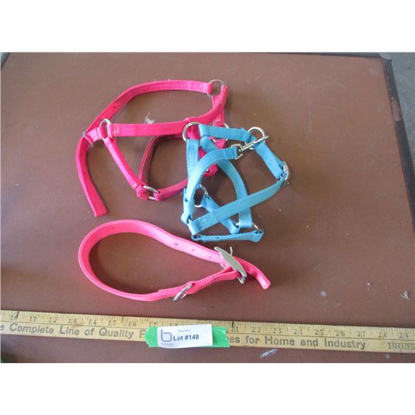 (2) Foal Halters, Dog Collar