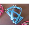 Image 3 : (2) Foal Halters, Dog Collar