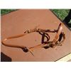 Image 2 : Yearling Show Halter