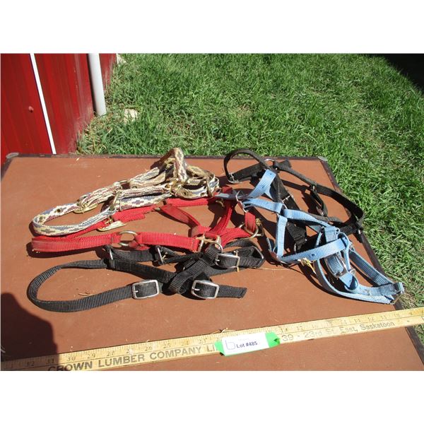 (5) Yearling Halters