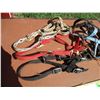 Image 2 : (5) Yearling Halters