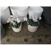 Image 2 : LOT OF NEW ROUND PLANT POTS AND CYCLAMEN TOLERA PLANTS