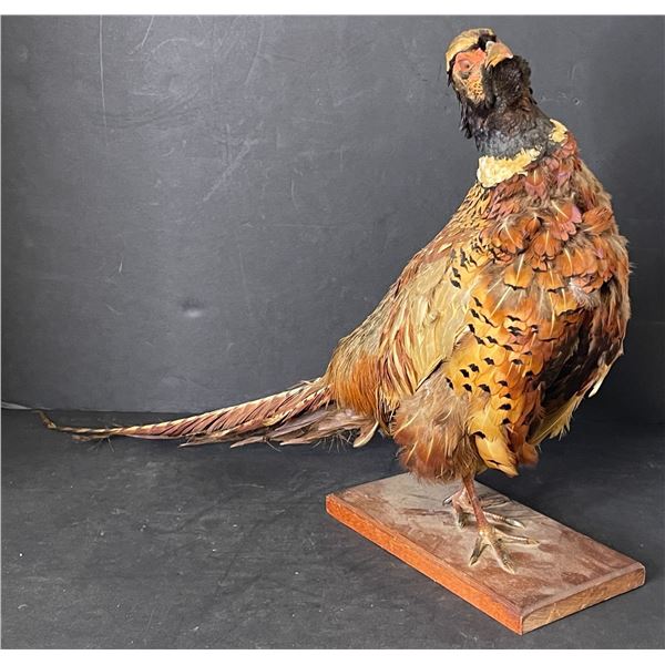 Professionally taxidermized Ring-Necked Pheasant w/ wooden stand