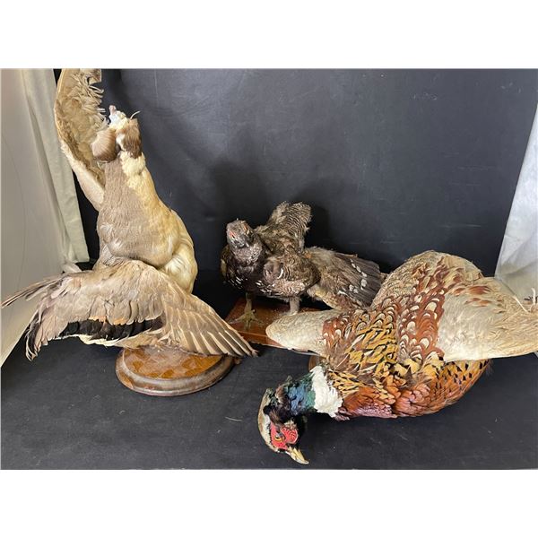 Group of 3 assorted taxidermized birds w/ stands (one missing head)